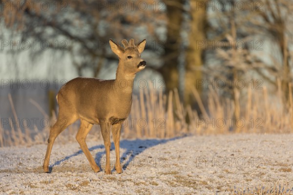 Roe deer on hoar frosted meadow at minus 15 °C at sunrise. Trees and dead stinging nettle in