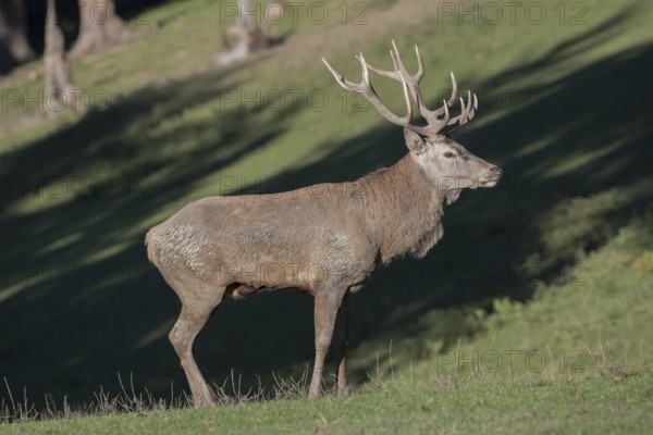 Red Deer stag at the rutting season, mud covered