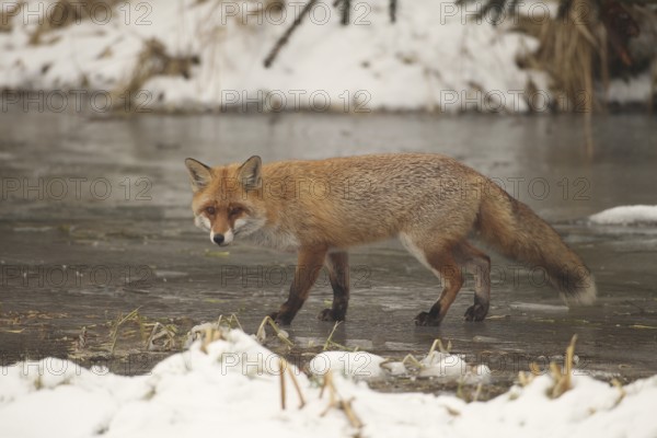 Red lynx (Vulpes vulpes) secured on a frozen stream, Allgäu, Bavaria, Germany, Allgäu, Bavaria,