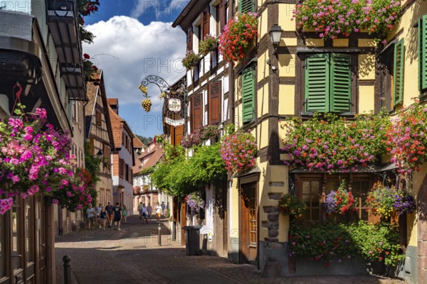 Colourful floral decorations in the old town of Ribeauville, Alsace, France, Europe