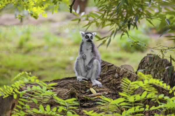 A ring-tailed lemur (Lemur catta) sits on a rotten tree lying on the ground and looks around