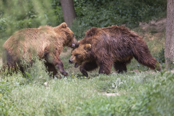 Two Kamchatka brown bear (Ursus arctos piscator), play fighting in a forest. Some green vegetation