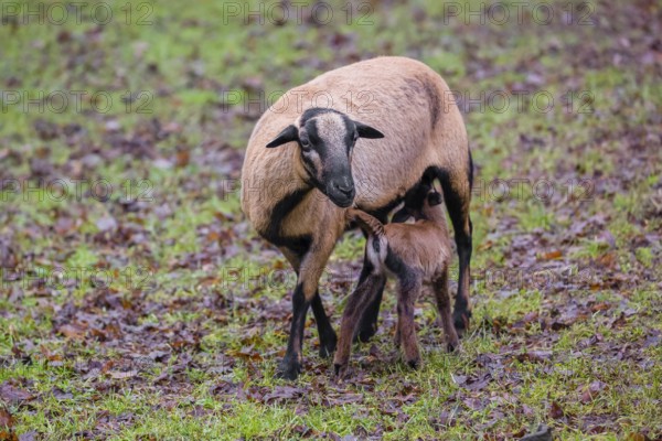 A female Cameroon or Cameroon Dwarf sheep, Ovis gmelini aries, suckling her lamb in a forest