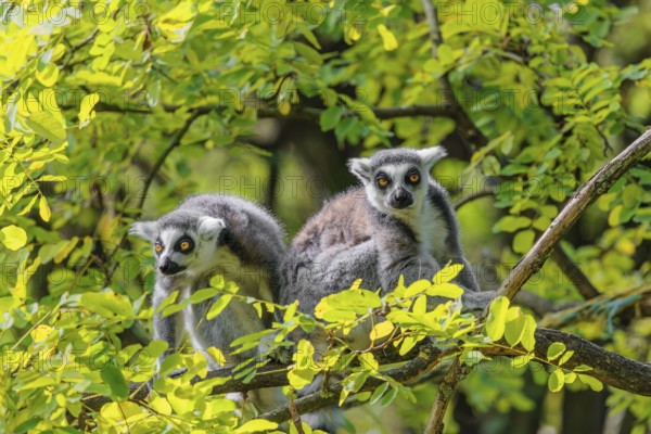 Two ring-tailed lemurs (Lemur catta) sit high up in a tree on a branch between fresh green leaves