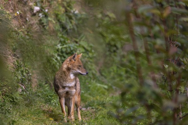 One golden jackal (Canis aureus)walking through dense green vegetation