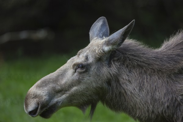Moose (Alces alces) cow with trees and green grass around