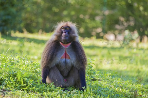 Portrait of an adult male Gelada (Theropithecus gelada), or bleeding-heart monkey, resting on a