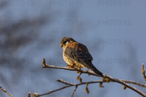 One American kestrel (Falco sparverius) sitting on a twig in early morning light with a blue sky in
