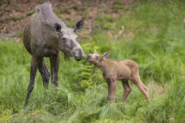 Kisses from Mama. One adult female moose or elk, Alces alces, with one baby moose (19 days old,