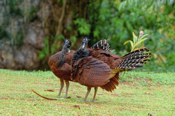 Two Female Great Curassow (Crax rubra) on grass, Costa Rica, Central America