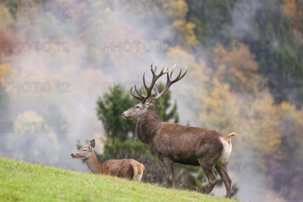 A red deer stag (Cervus elaphus) and a hind are standing in a meadow in hilly terrain. A forest
