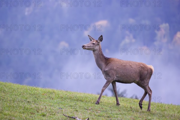 A red deer hind (Cervus elaphus) stands in a meadow on a foggy day