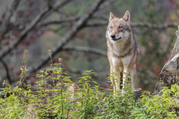 A female grey wolf (Canis lupus lupus) stands on a lying tree trunk in next to a rock on the top of
