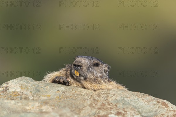 One adult Alpine Marmot, Marmota marmota resting on a rocky rim