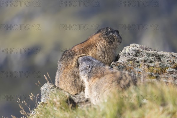 Two adult Alpine Marmot, Marmota marmota, grooming each other. Mountains in the distant background.