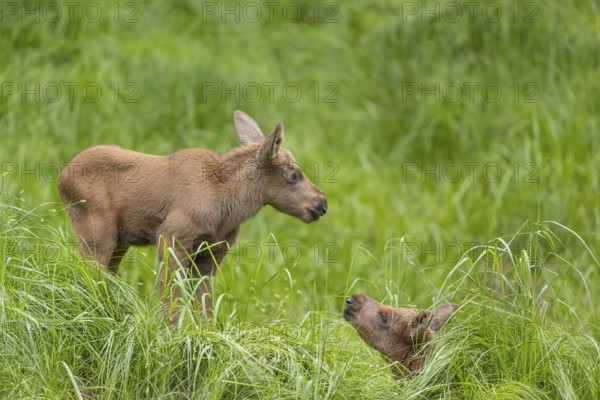 Fraternal love. Two baby moose or elk, Alces alces, (19 days old, born May 8, 2020 on a meadow with