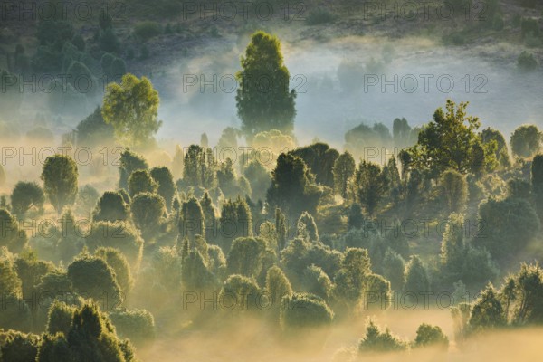 Light floods the forest and wafts of mist in the Totengrund in the Lüneburg Heath, Lower Saxony,