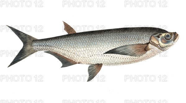 Fish, fish, genus of carp fish, Cyprinus cultratus, Pelecus cultratus, sabre carp or sabrefish,