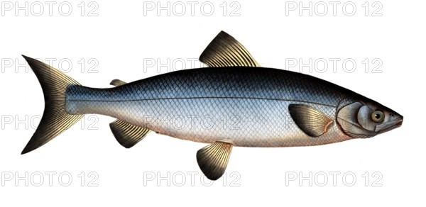 Fish, Fish, Salmon family, Salmo wartmanni, the Blue family of salmonids, Salmon, Historical,