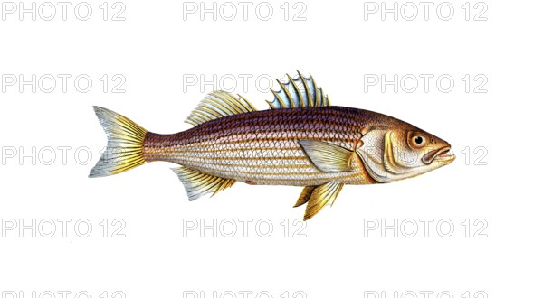 Fish, Fish, Striped bass, genus of the umber family, Sciaena lineata, lined umber, rock bass,