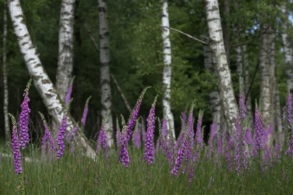 Common foxglove (Digitalis purpurea) and birch trees (Betula pendula), Lower Rhine, North