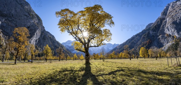 Sycamore maple with autumnal yellow foliage and Solaster endeca, large maple base in autumn, rocky