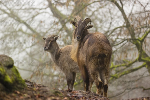 A male and a female Himalayan Tahr (Hemitragus jemlahicus) stand in the forest on a foggy day