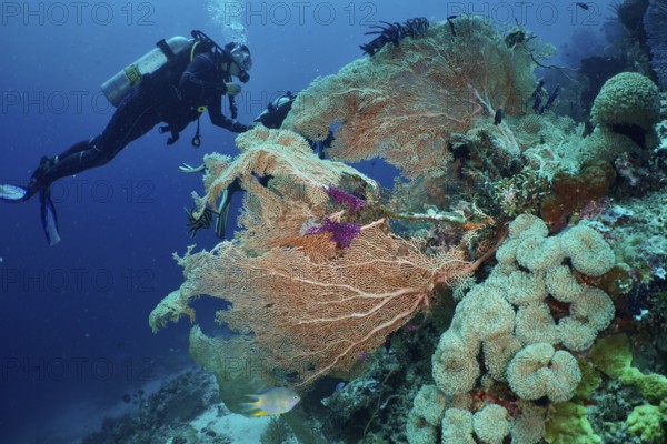 A diver explores vibrant, colourful corals, giant fan coral (Annella mollis) and mushroom leather