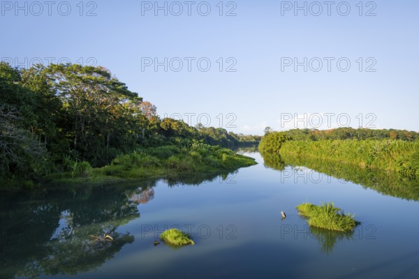 Calm river, dense vegetation with tropical rainforest, Limón province, Costa Rica, Central America