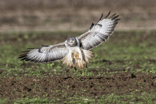 Common buzzard (Buteo buteo), flying, Emsland, Lower Saxony, Germany, Europe