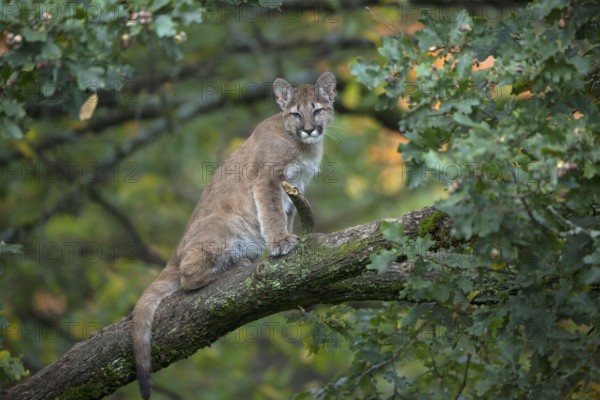 One young cougar, Puma concolor, sitting on a big branch high up in an oak tree