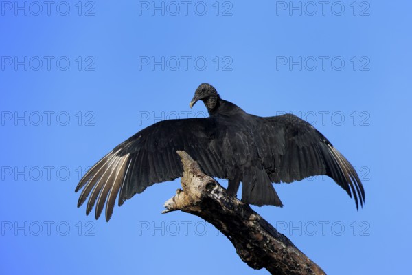 Raven Vulture (Coragyps atratus), adult, alert, on tree, perch, spreading wings, Merritt Island,