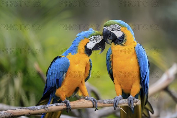 Yellow-breasted Macaw (Ara ararauna), adult, in perch, pair, social behaviour, South America
