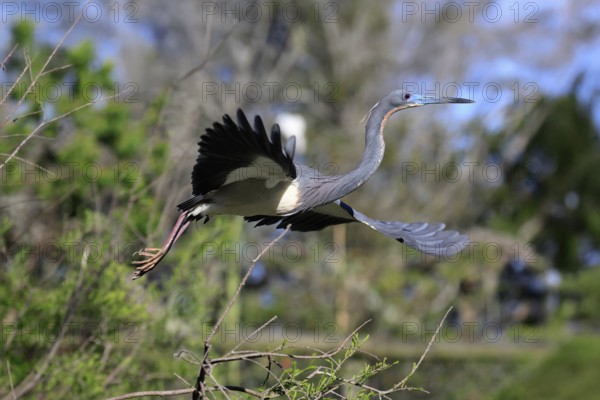 Tricoloured Heron (Egretta tricolor), adult, flying, soaring, St. Augustine, Florida, USA, North