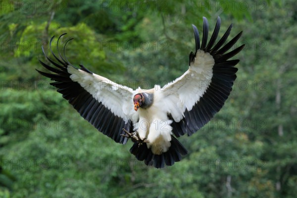 Flying King vulture (Sarcoramphus papa), Costa Rica, Central America