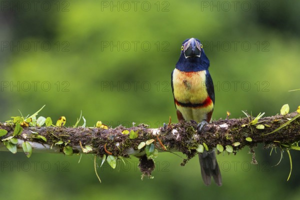 Collared Aracari (Pteroglossus torquatus), Toucans (Ramphastidae), Laguna del Lagarto Lodge,