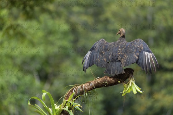 Raven vulture (Coragyps atratus), vulture birds (Aegypiinae), Laguna del Lagarto Lodge, Alajuela,
