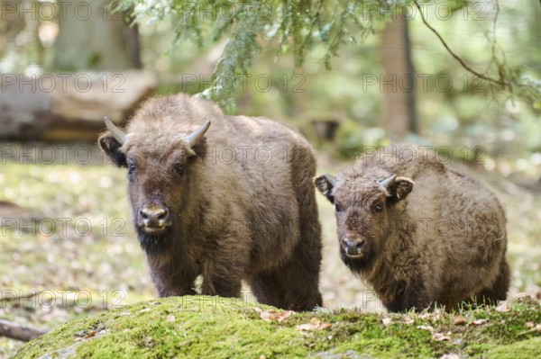 European bison (Bison bonasus) youngsters in a forest in spring, Bavarian Forest, Germany, Europe