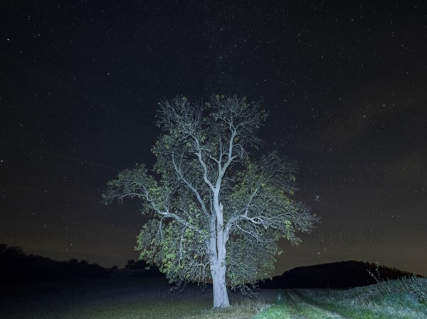 Milky Way and star covered sky in October at night, with an solitary Common Ash tree (Fraxinus