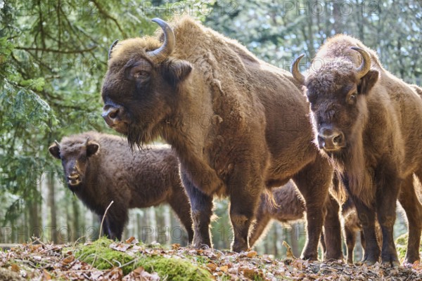European bison (Bison bonasus) in a forest in spring, Bavarian Forest, Germany, Europe