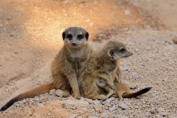 Tiger nut (Suricata suricatta), adult, two adults, juvenile, newborn, baby, social behaviour