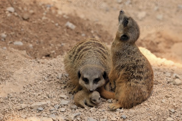 Tiger nut (Suricata suricatta), adult, two adults, juvenile, newborn, baby, at the burrow, social