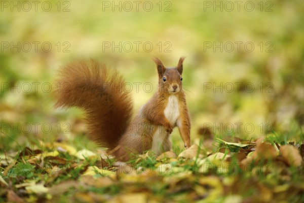 Eurasian squirrel (Sciurus vulgaris), standing in a meadow full of autumn leaves with colourful