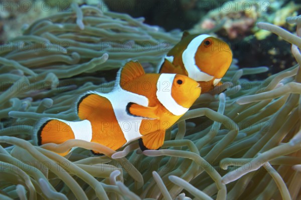 Two Ocellaris Clownfish (Amphiprion ocellaris) swimming synchronised through the tentacles of a sea