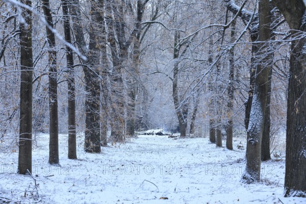 Section of the lime tree avenue (Tilia) Pieschener Allee in the snow in the morning, Ostragehege,