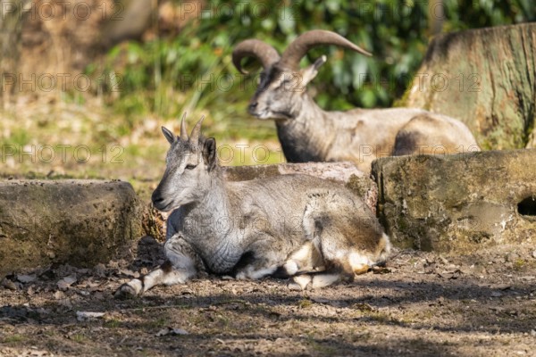 Two Bharal (Pseudois nayaur) lying on a rock on a sunny day in spring, captive, Germany, Europe