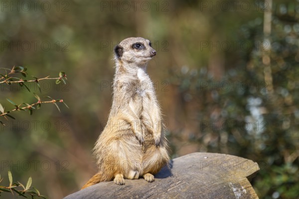 Meerkat (Suricata suricatta) standing sweet and curious in the desert, captive, occurrence Africa