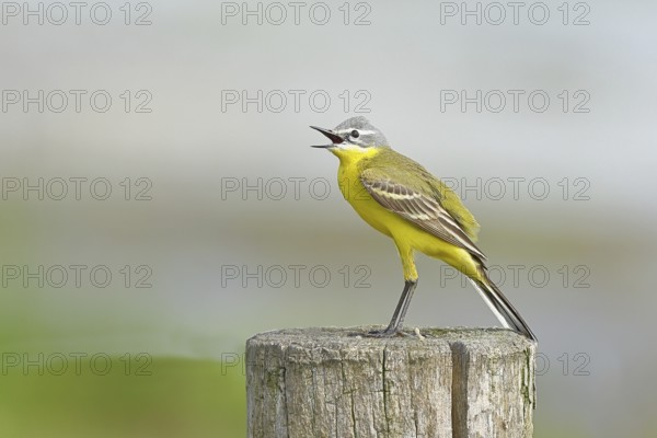 Yellow wagtail (Motacilla flava), singing on a pasture fence post, Dümmer, Lake Dümmer, Ochsenmoor,