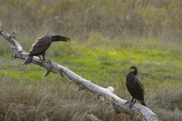 Cormorants (Phalacrocorax carbo), sitting, open beak, sun, Lower Austria