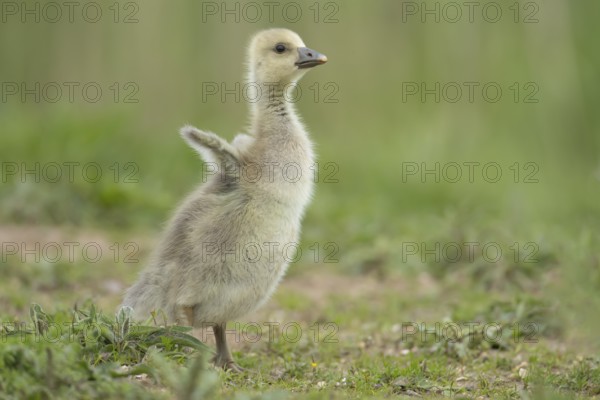 Greylag goose (Anser anser) juvenile baby gosling bird stretching its wings on grassland, England,
